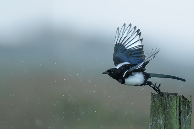 Magpie taking off